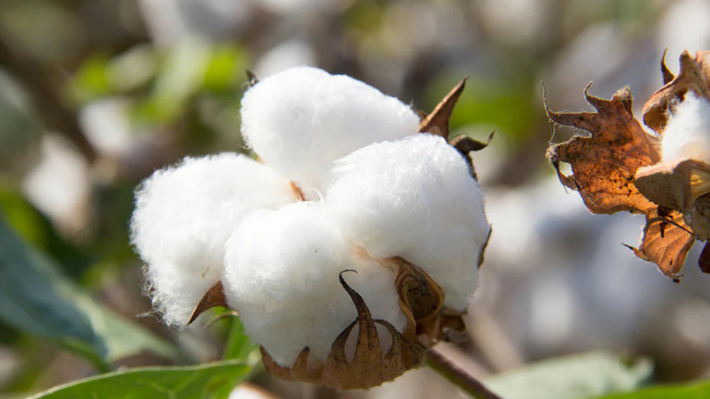 Understanding the Popularity of Egyptian Cotton