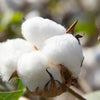 Understanding the Popularity of Egyptian Cotton